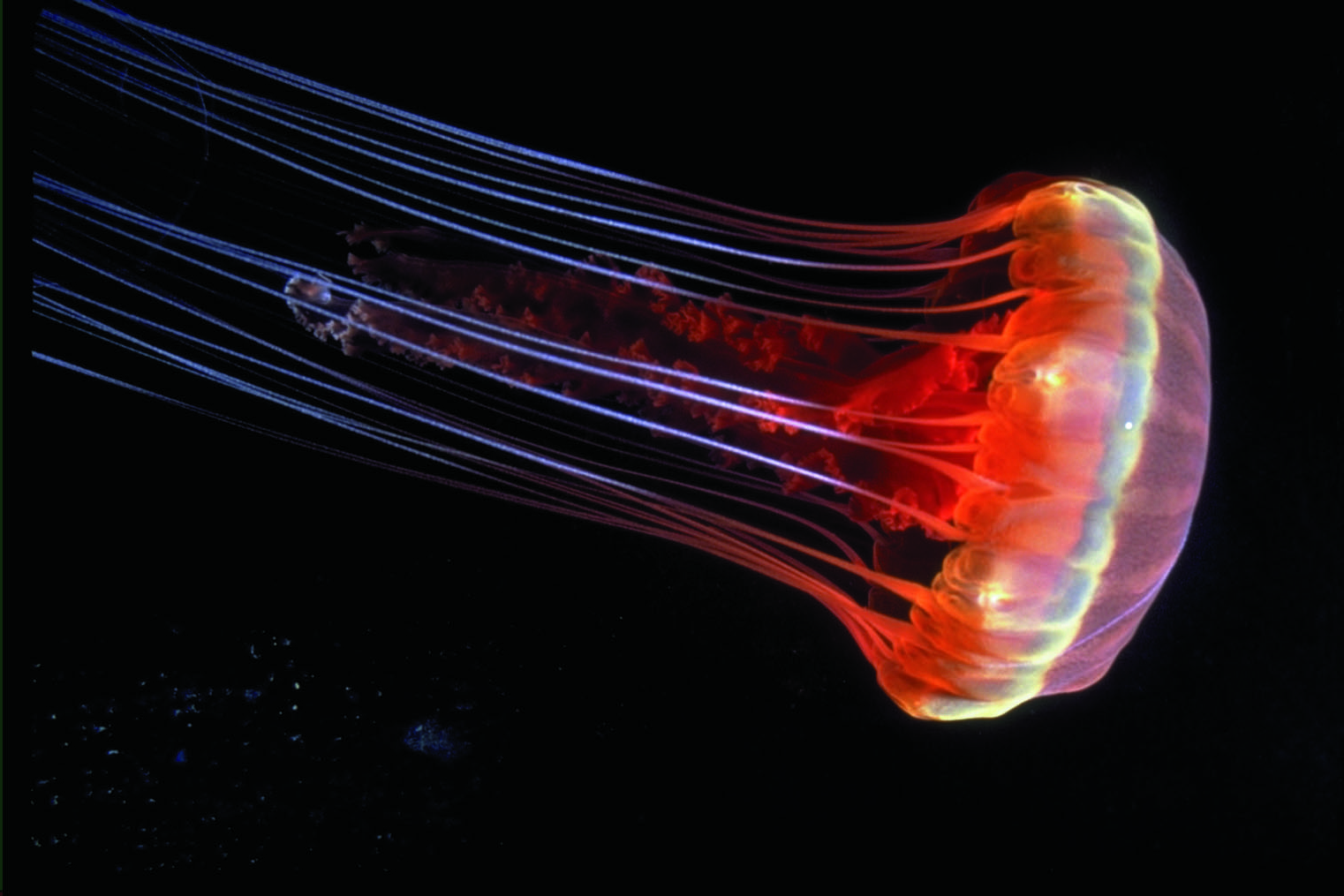 Orange jellyfish swimming