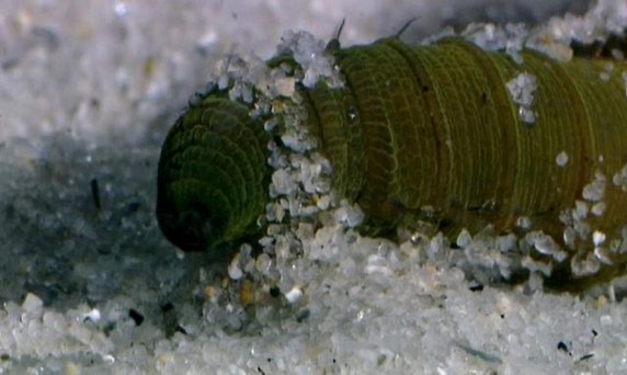 Abarenicola is a worm especially adapted to burrow into muddy sand. Watch this Shape of video.