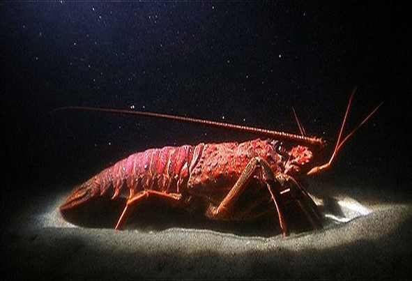 Red arthropod 