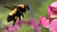 Bee with a purple flower