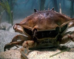 Blue Crab Molting