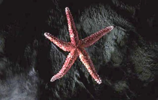 Red starfish