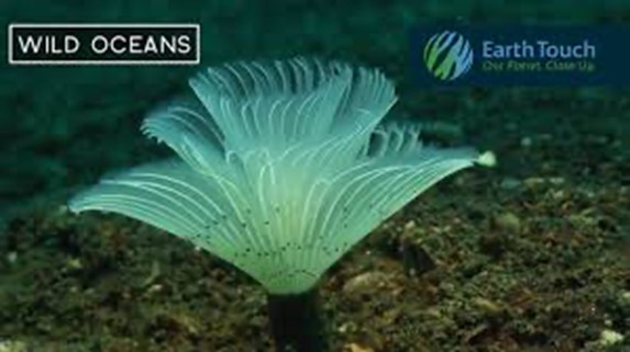 Sabellids polychaetes Feather Duster Worm