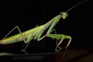 Preying Mantid