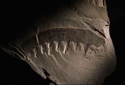 Fossil of Marine Arthropod