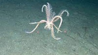 A threatened echinoderm