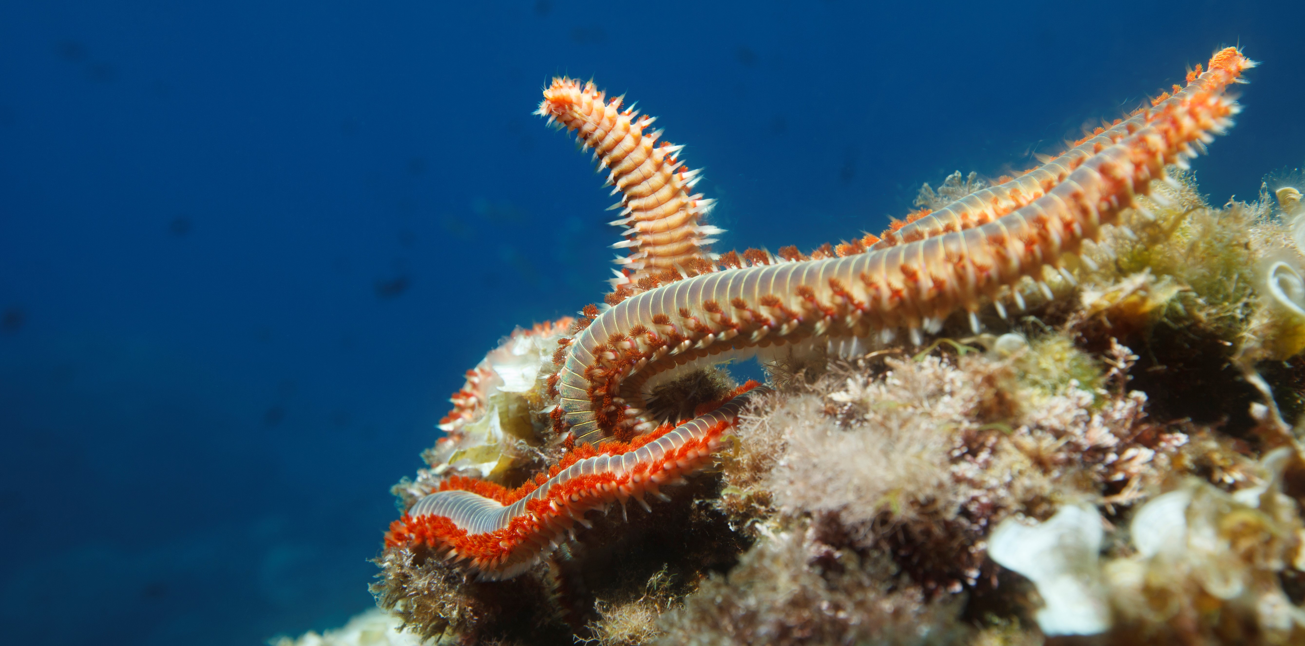 Annelid in the ocean