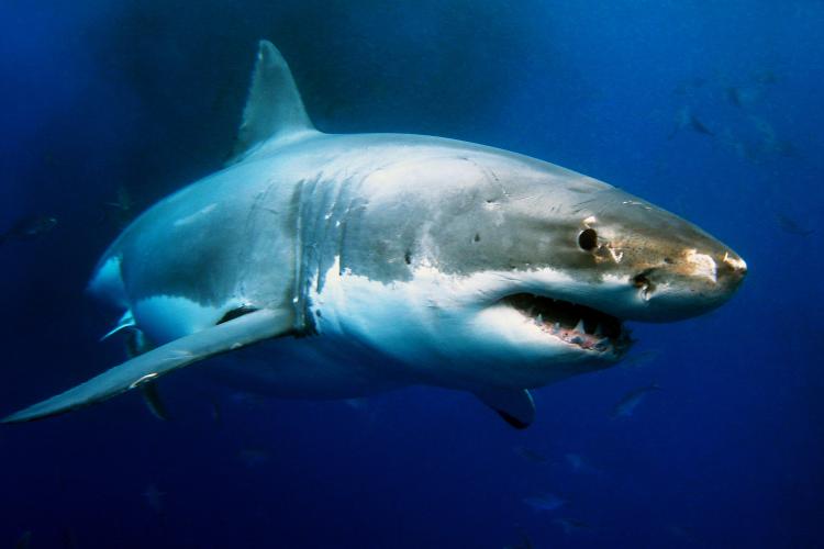 Great white shark