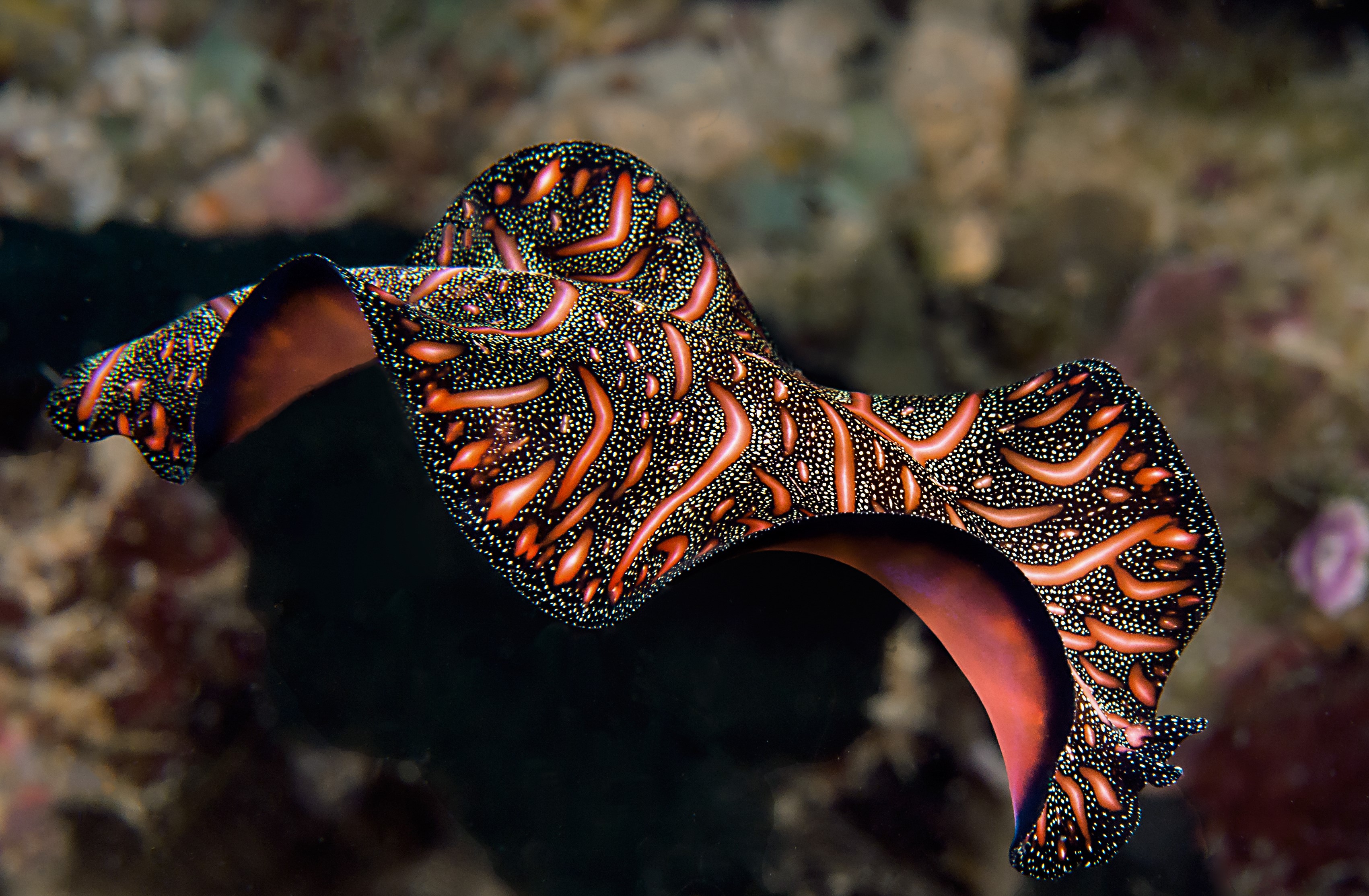Pink and black flatworm