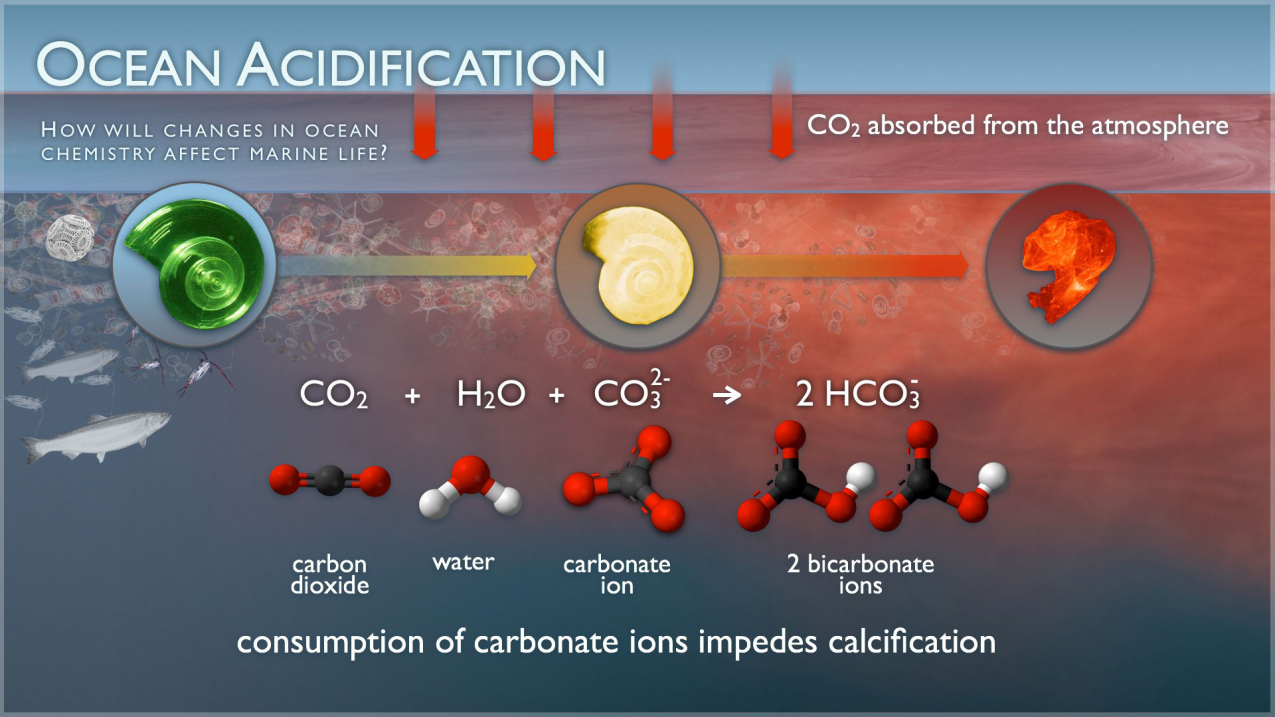 Ocean Acidification Flowchart