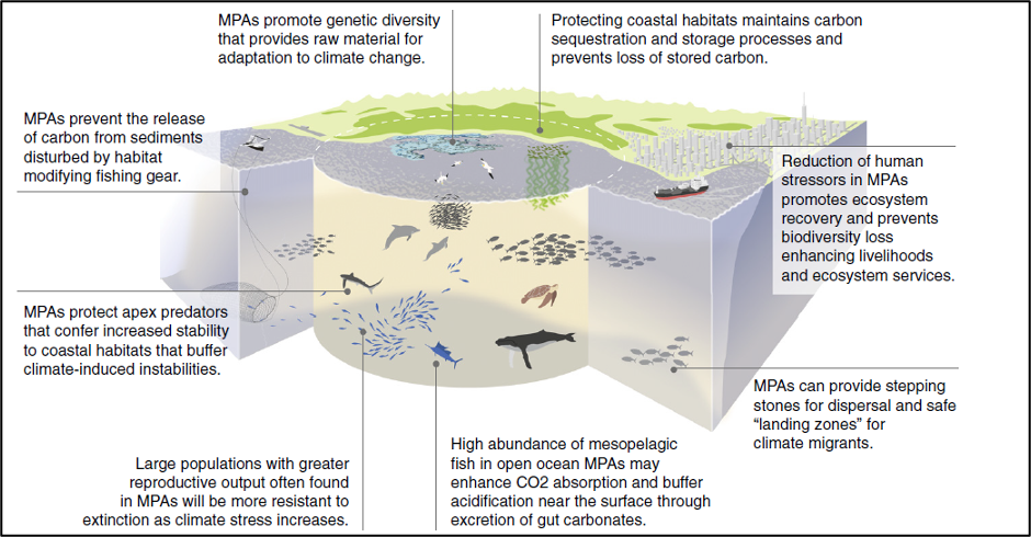 Diagram of marine protected areas