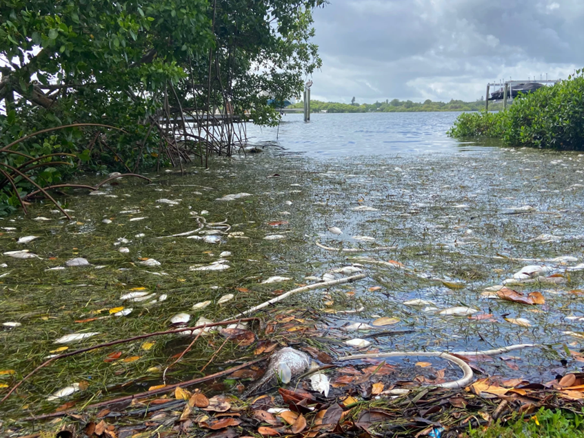 Dead fish and eels in water