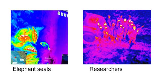 Images from drone thermal camera