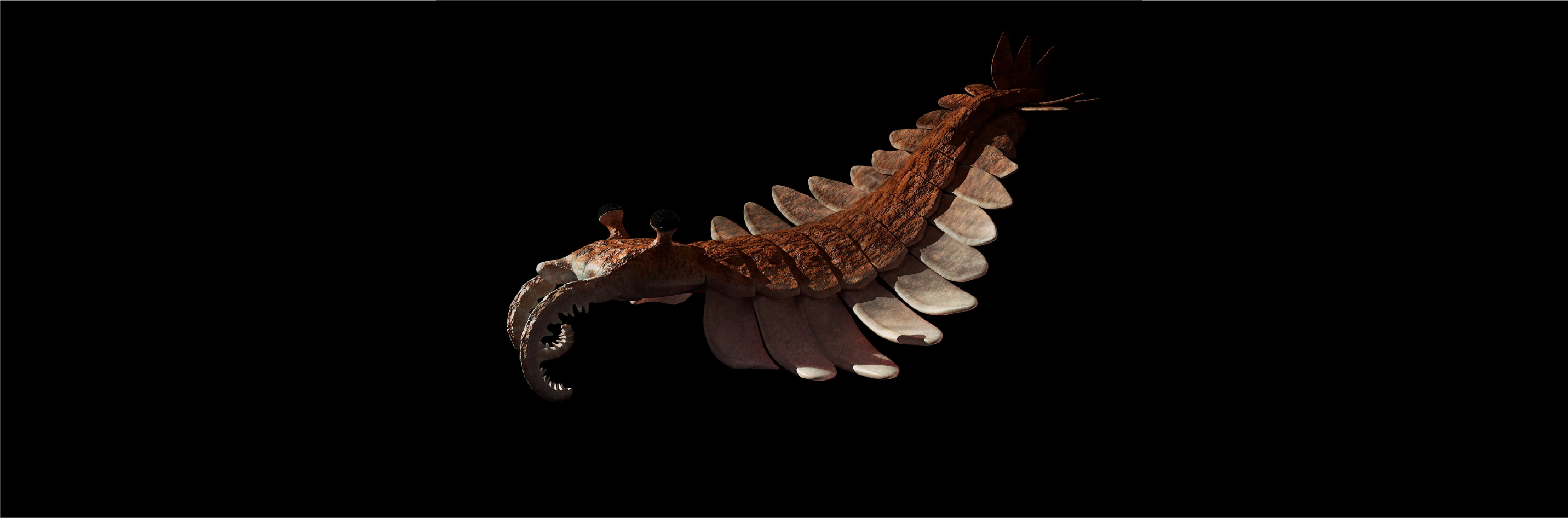 Anomalocaris on black background