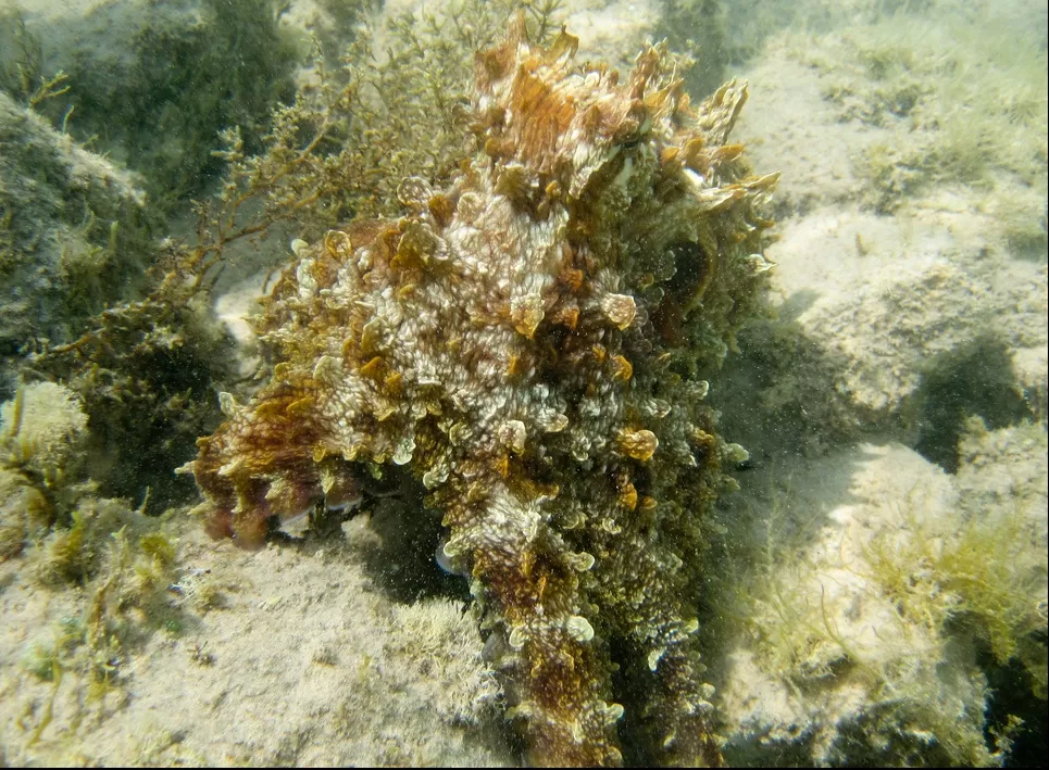 Octopus Camoflage