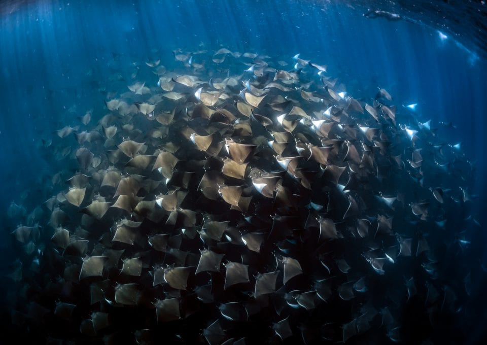 Mobula Rays