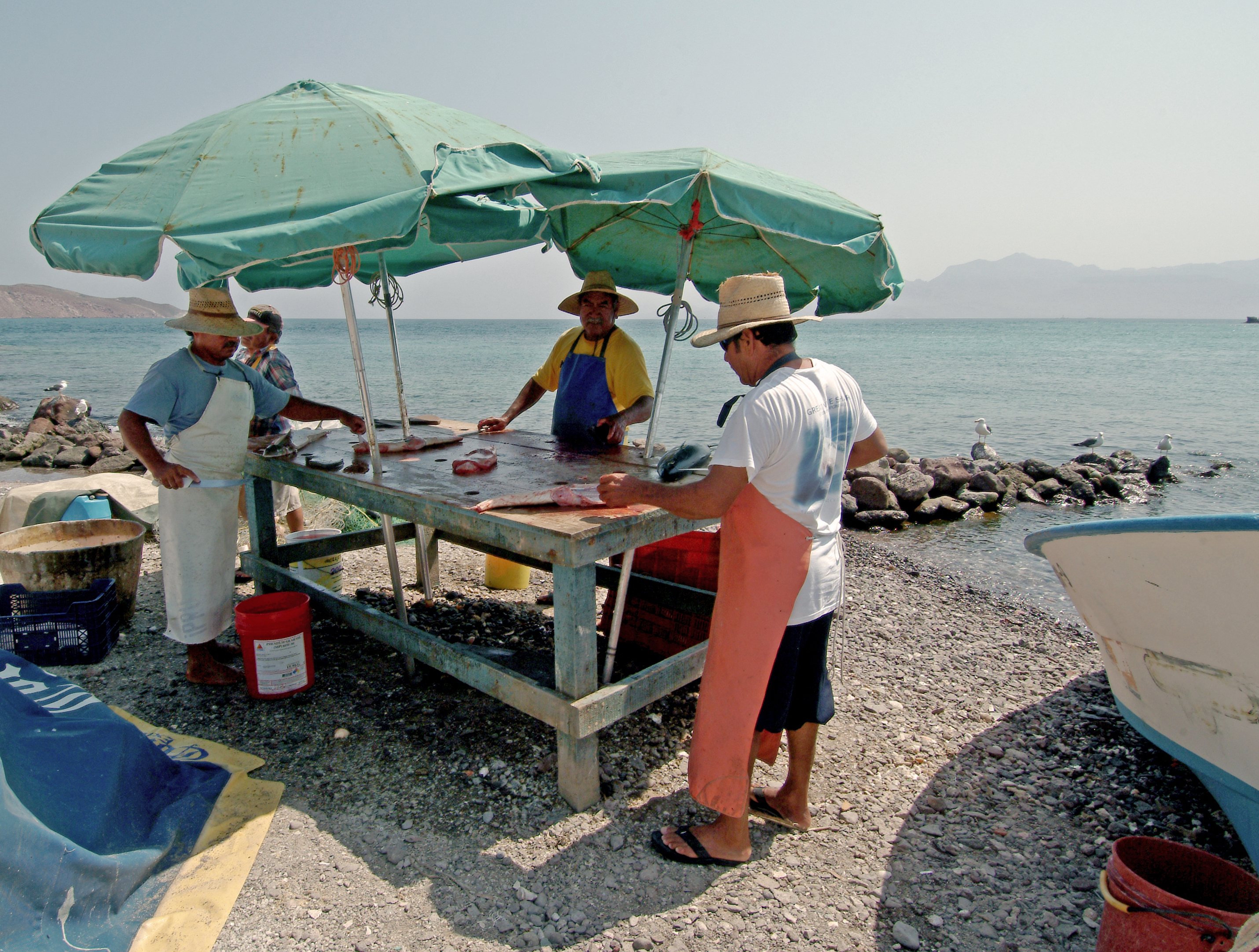 When the fishermen brought in their catch, the fish were counted and weighed as part of a continuing research project. 