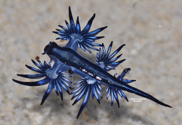 Glaucus