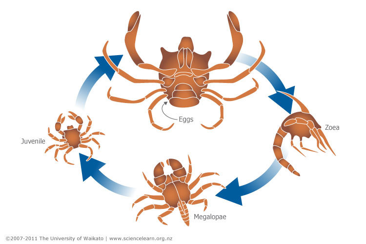 Crab Life Cycle