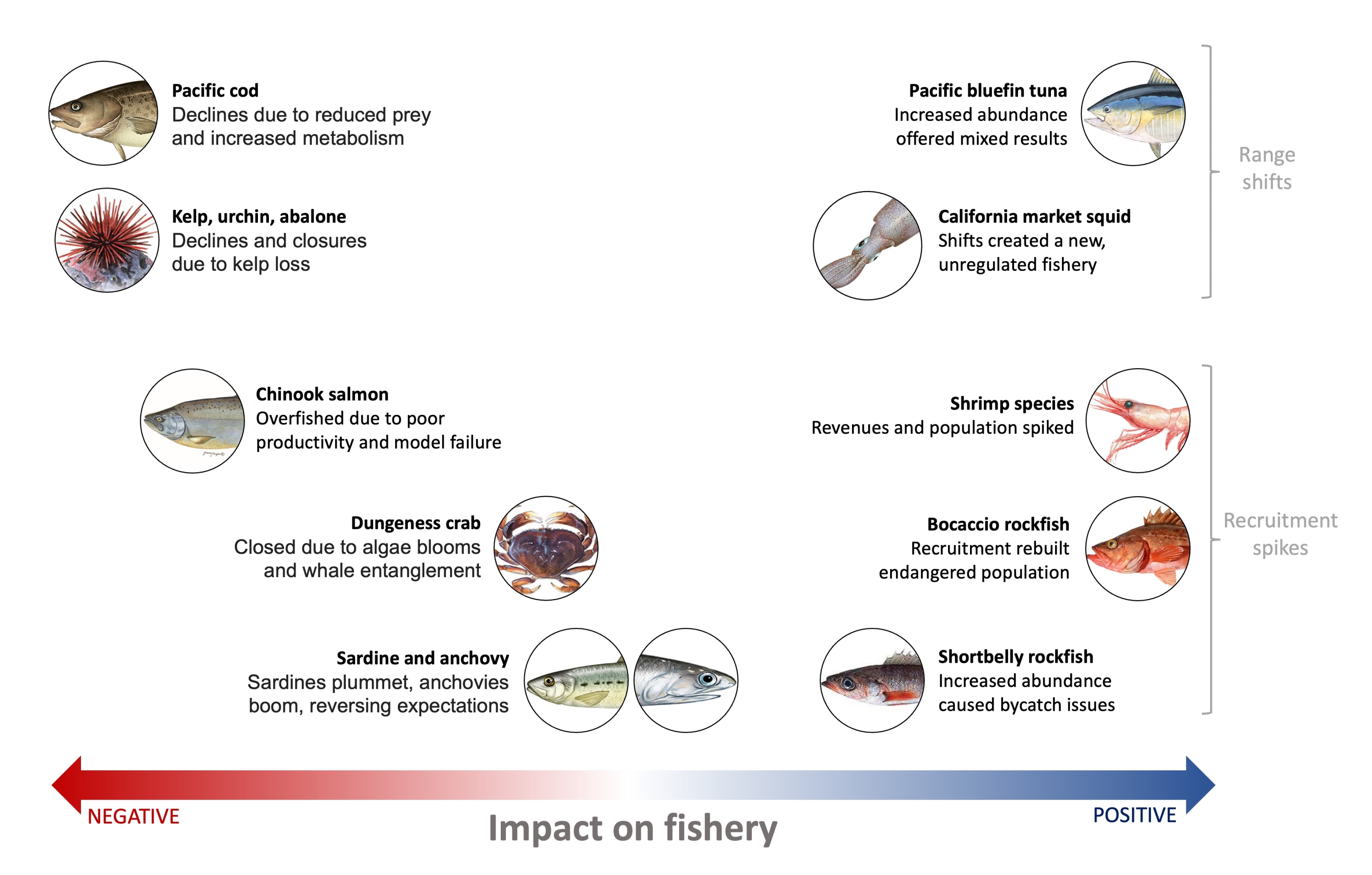 blob fisheries infographic
