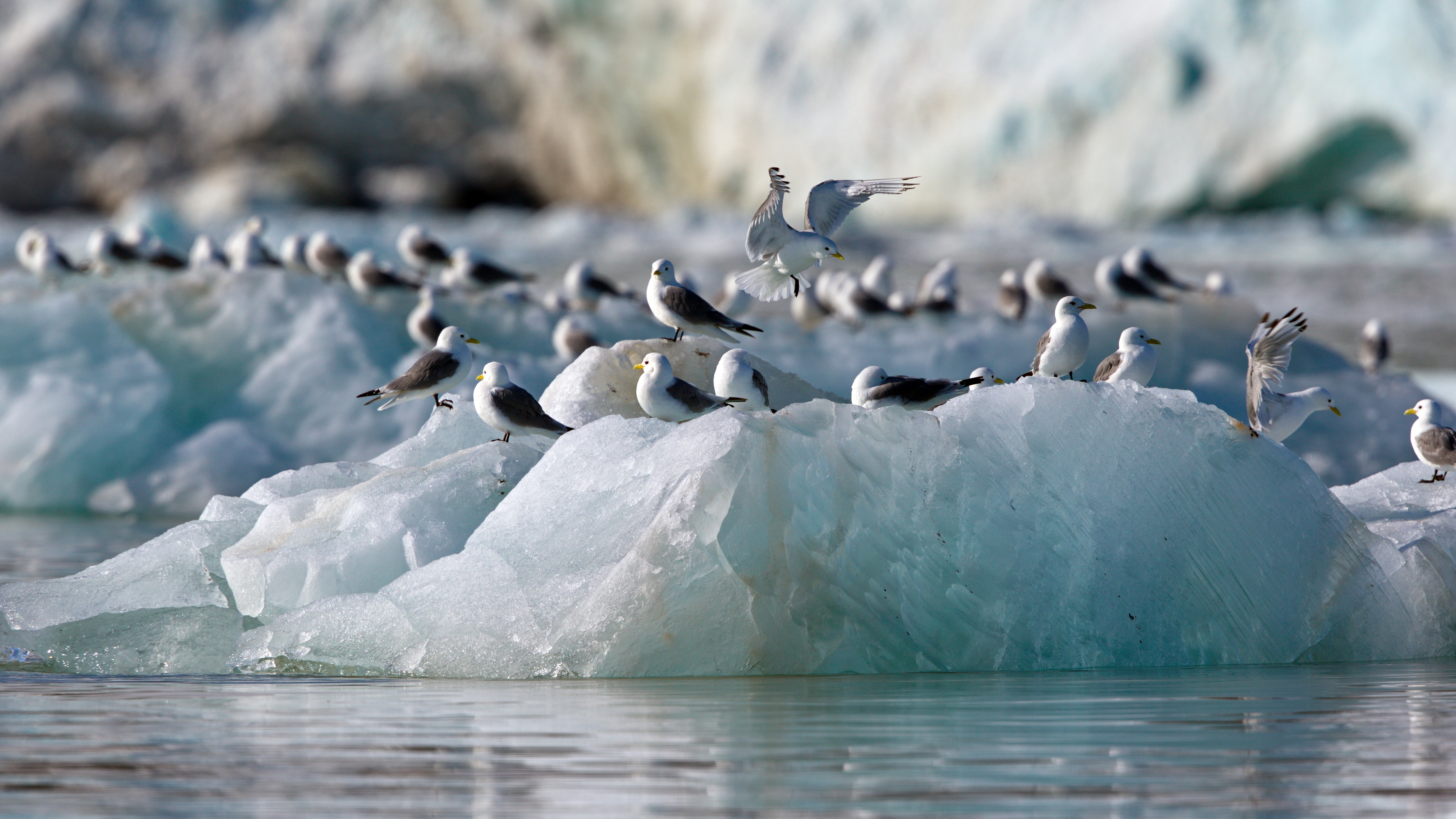 Seabirds