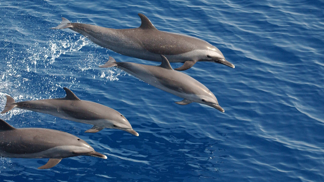 spotted dolphins