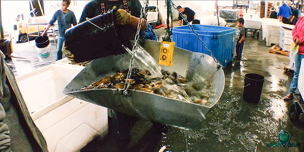 Quinault members bring the razor clams to Quinault Pride Seafood to be weighed and sold. 