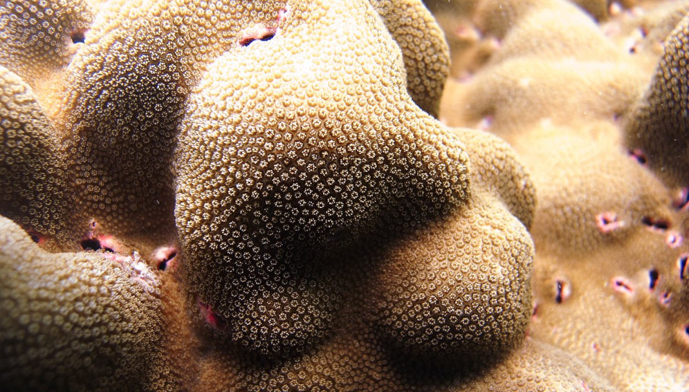 Porites lobata