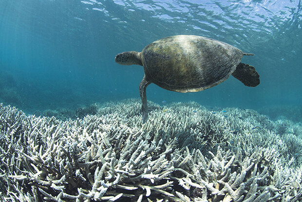 turtle and bleached coral