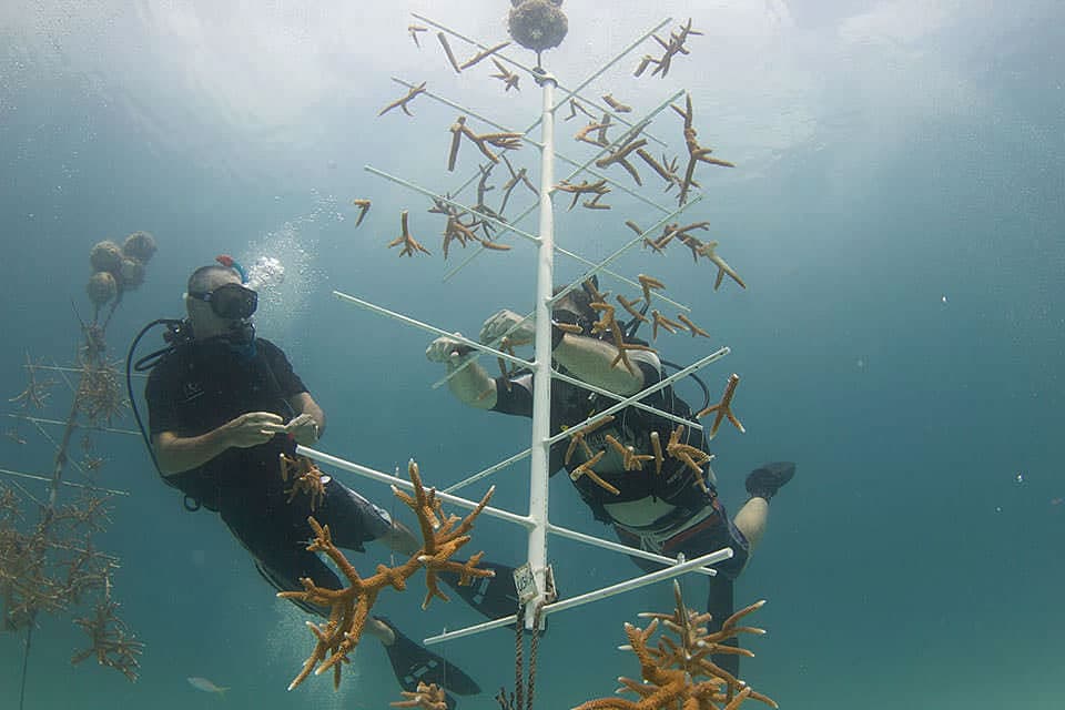 Coral nursery.