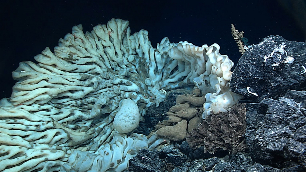 biggest sponge