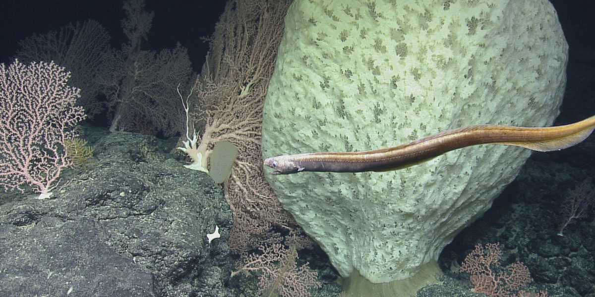 slider under sea