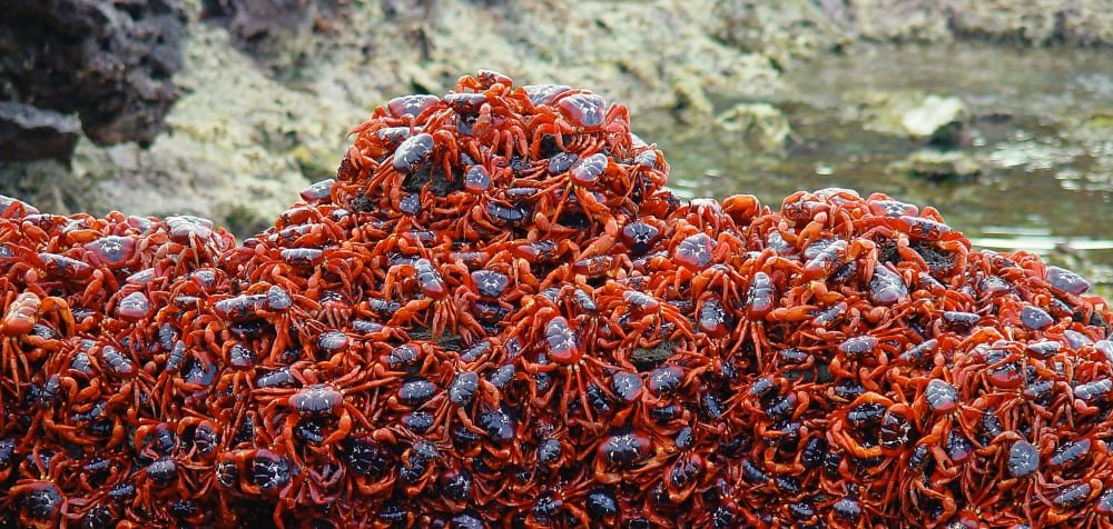 Crabs on a rock