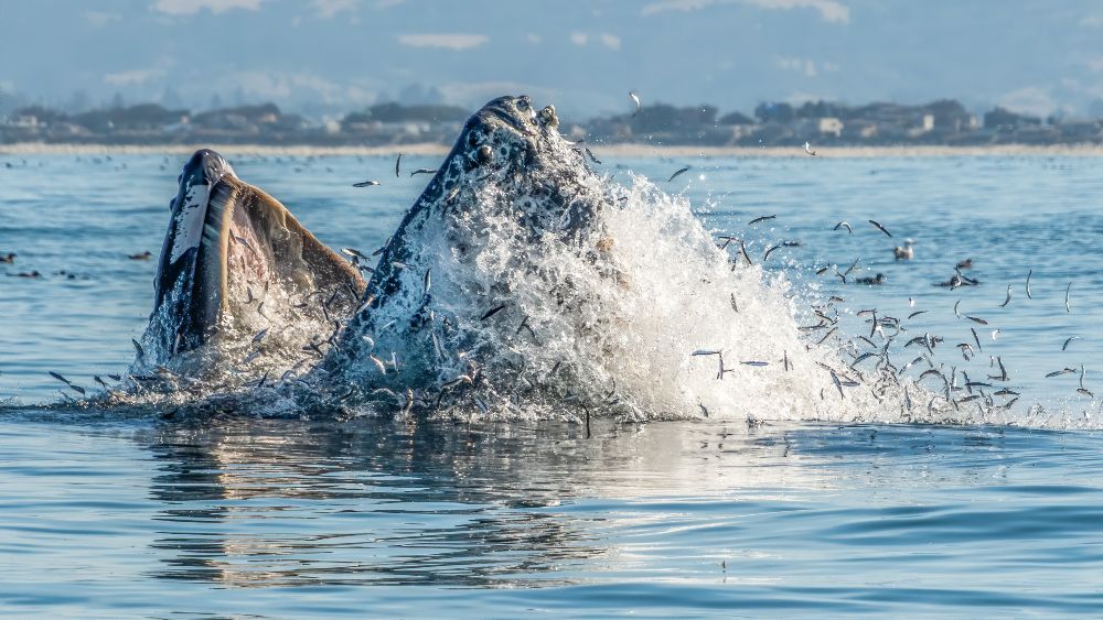 humpback whale