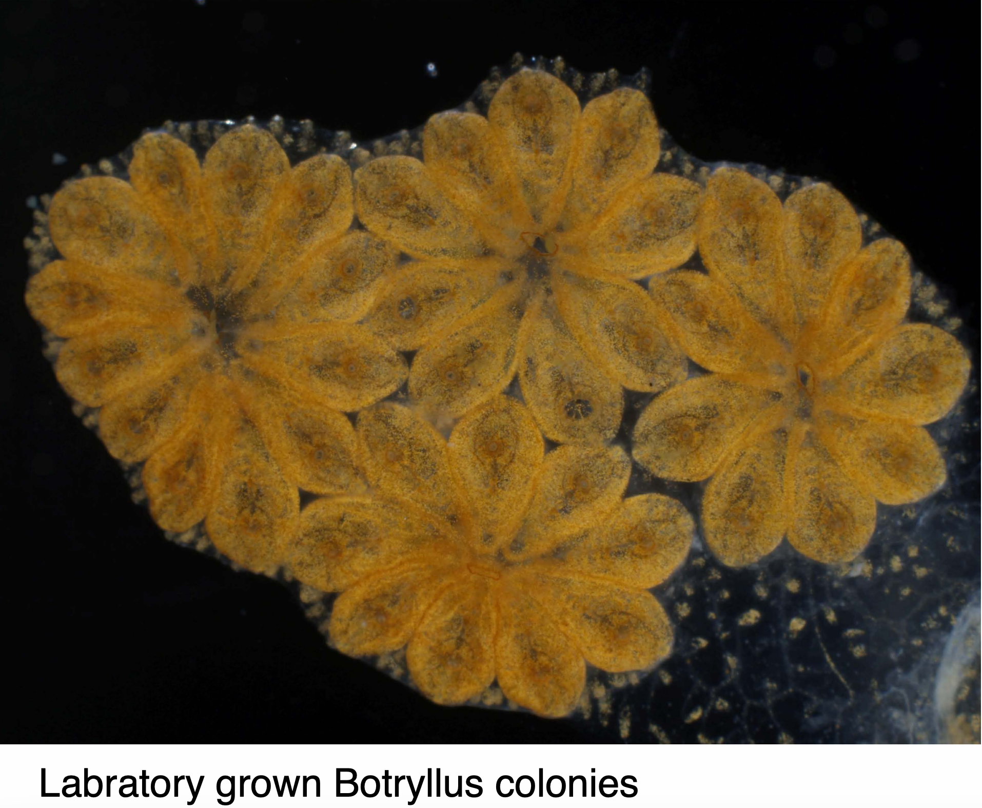 Lab Grown Botryllis
