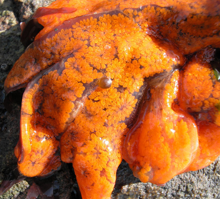 A Botryllus schlosseri colony with orange zooids from San Francisco Bay. Andrew N. Cohen
