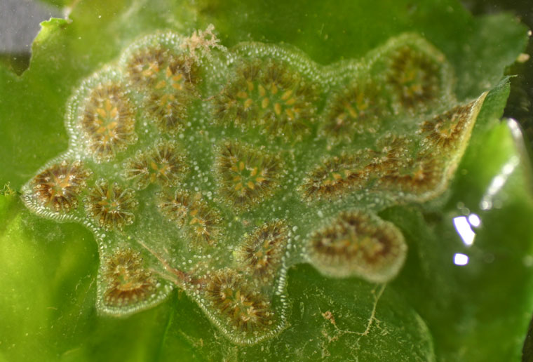 A Botryllus schlossseri colony with white, tan and yellow zooids growing on a sheet-like seaweed in San Francisco Bay. Luis A. Solórzano