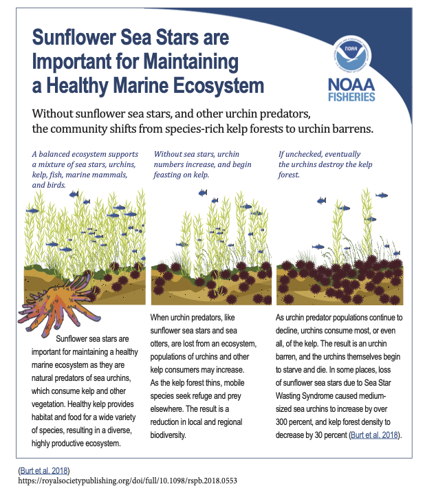 sunflower-sea-star-ecological-effects-infographic.