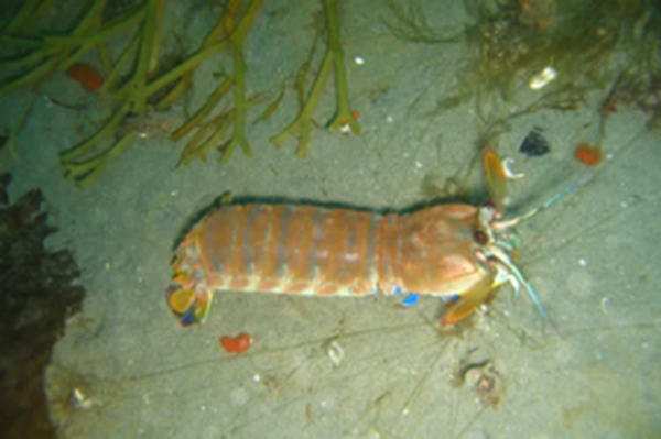 Mantis Shrimp