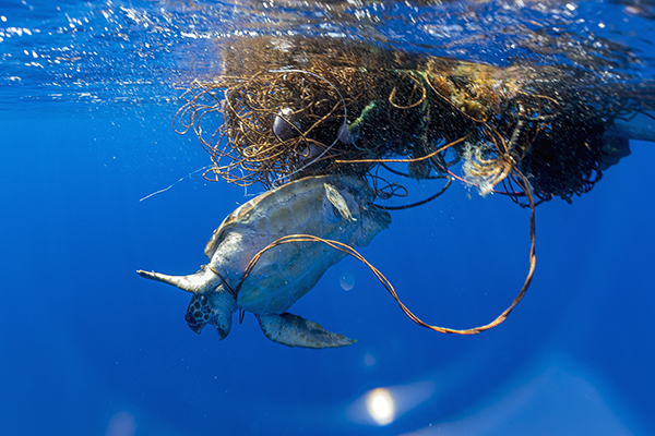 Sea Turtle caught in net