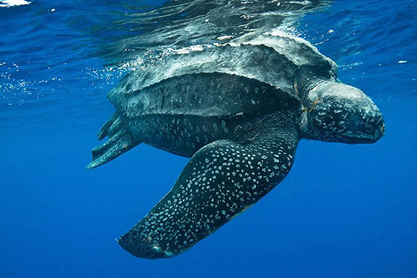 leatherback-sea-turtle