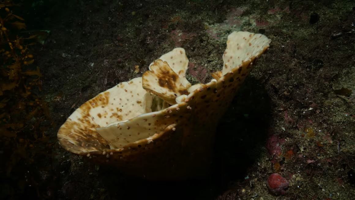 new-zealand-sea-sponge-bleaching-climate-change