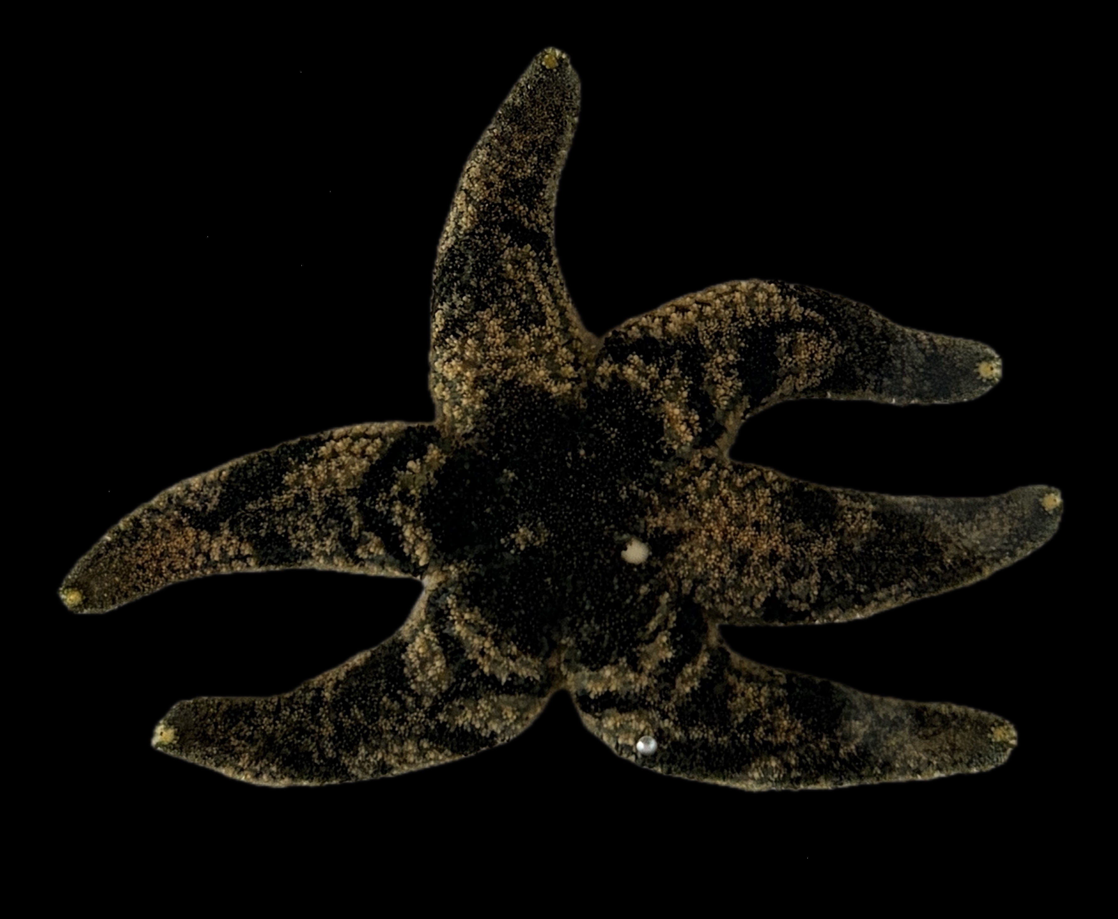 Leptasterias hexactis adult