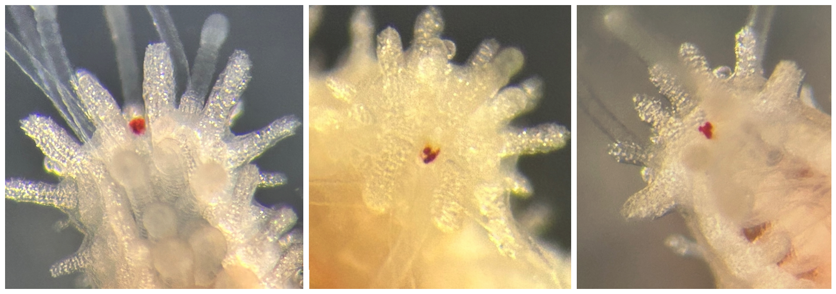 Leptasterias hexactis juvenile eyes 