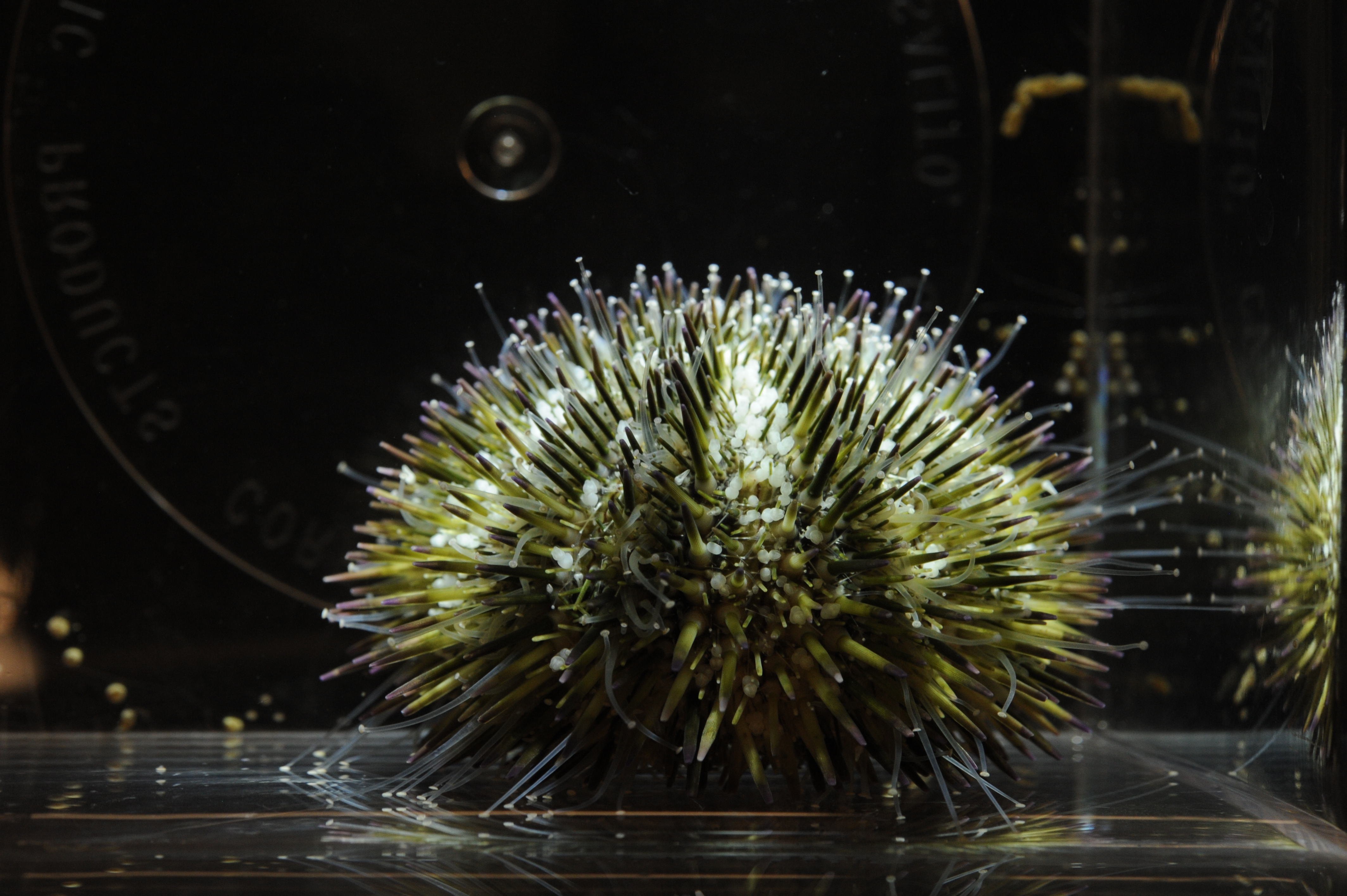 Sea urchin, Lytechinus variegatus