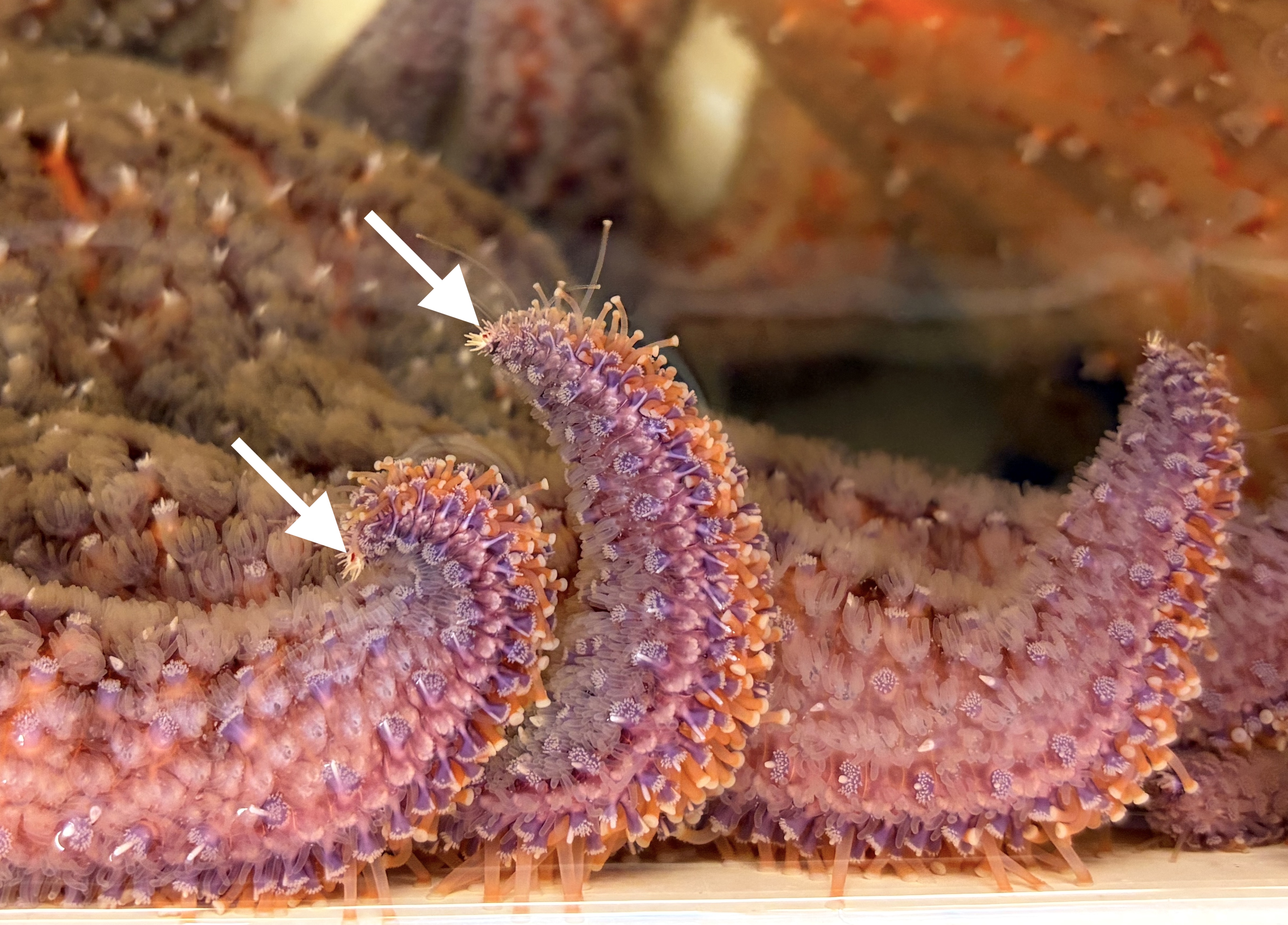 Pycnopodia holding up eyes