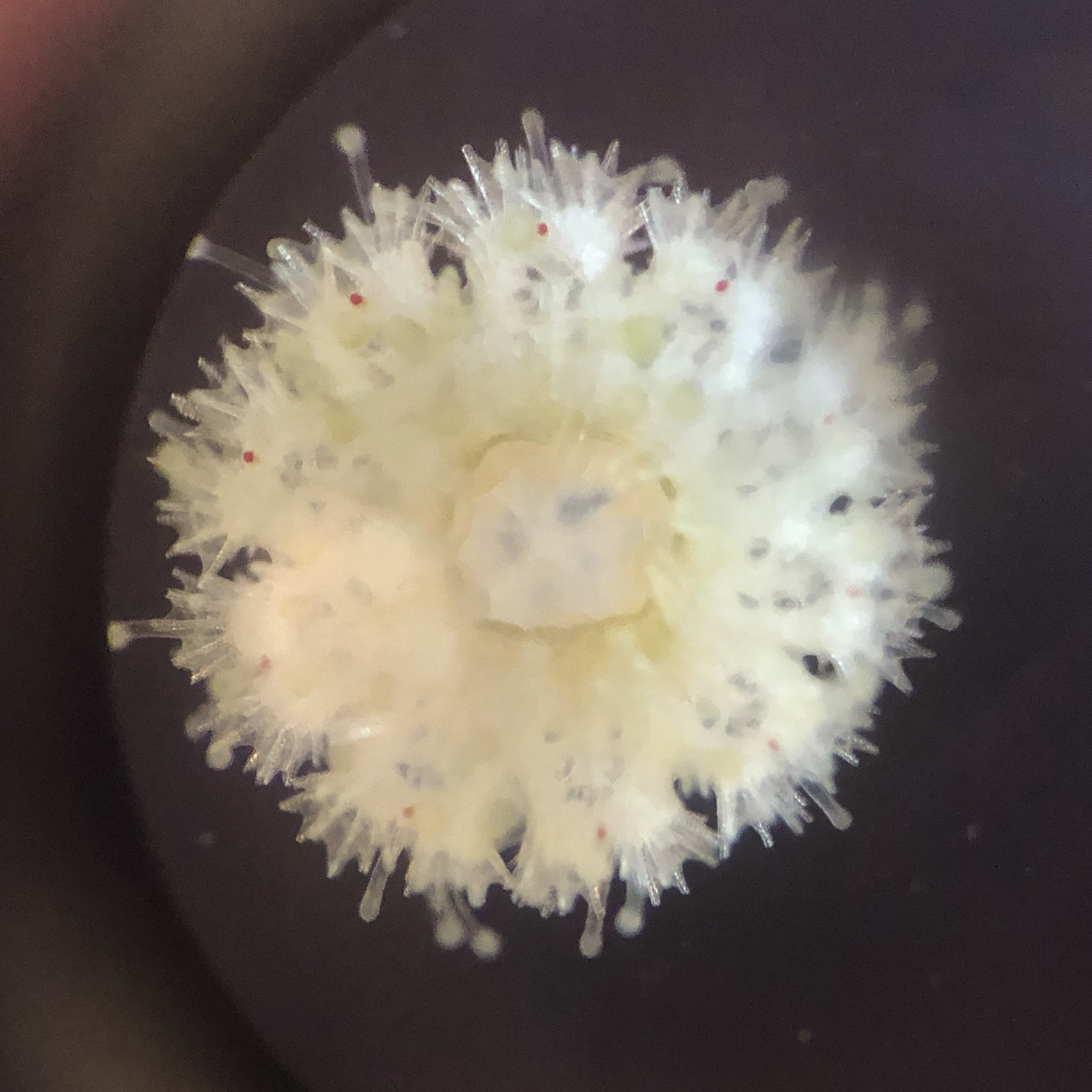Solaster stimpsoni juvenile close up