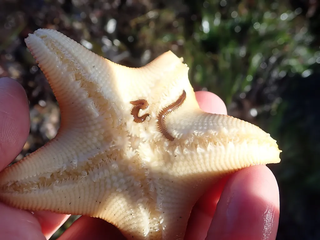 Commensal polychaete worms (Oxydromus pugettensis) on oral surface of bat star (Patiria miniata) at Pigeon Point 2018-06-01 © Allison J. Gong