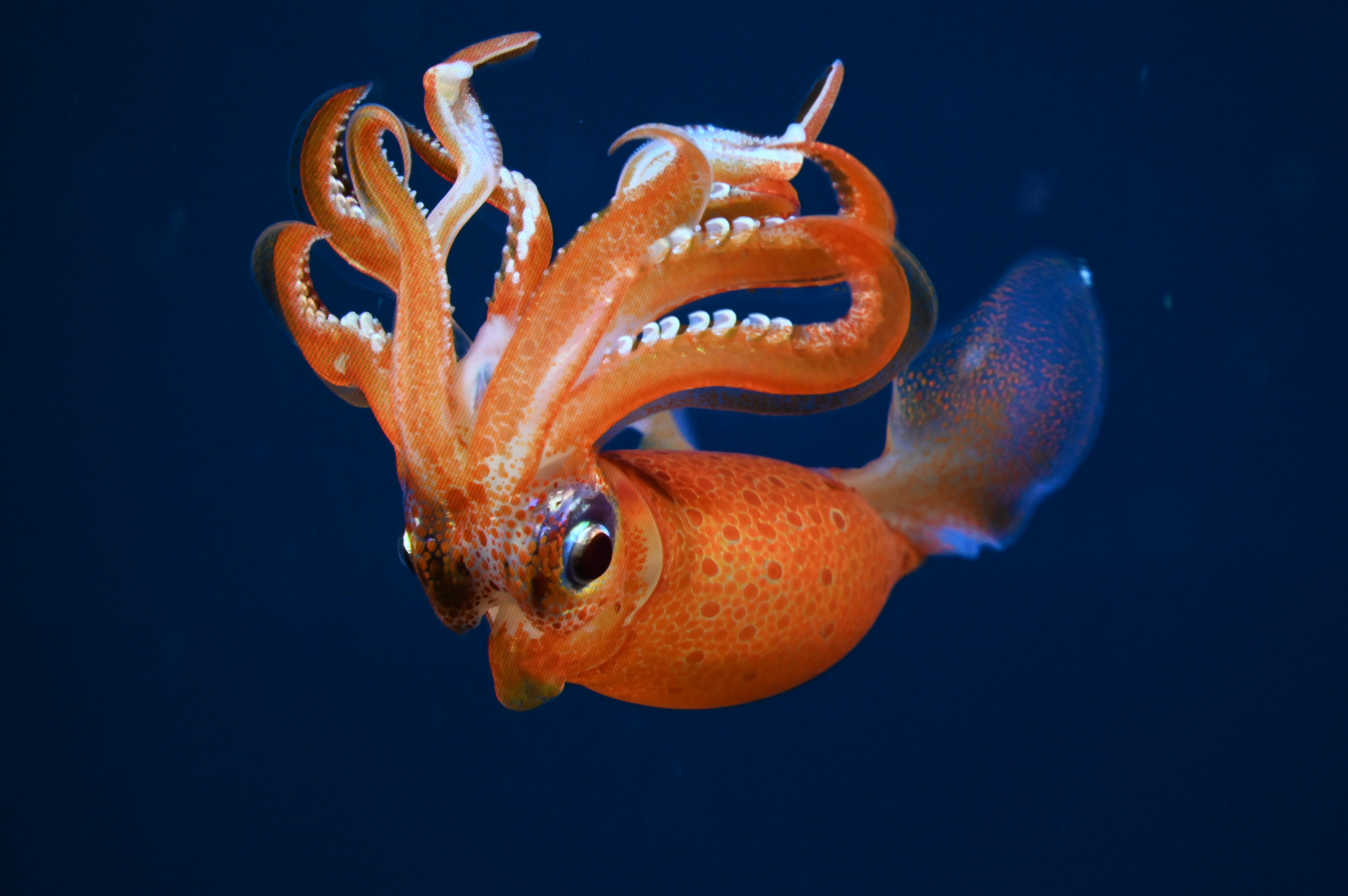 Squid