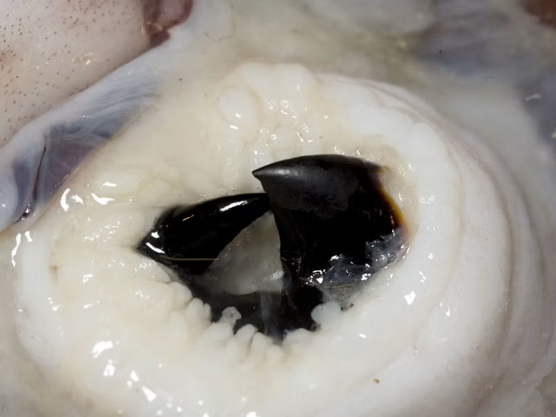 beak-colossal-squid-tepapa
